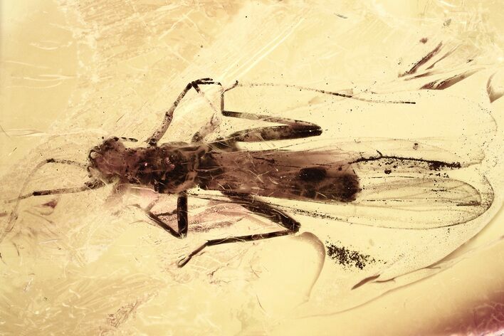 Detailed Fossil Stonefly (Plecoptera) In Baltic Amber #328183